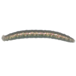 Revol Baits nástraha Crane Fly larva 45mm příchuť krevetka, barva šedý chameleon 12ks