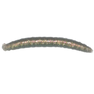 Revol Baits nástraha Crane Fly larva 45mm příchuť sýr-česnek, barva šedý chameleon 12ks