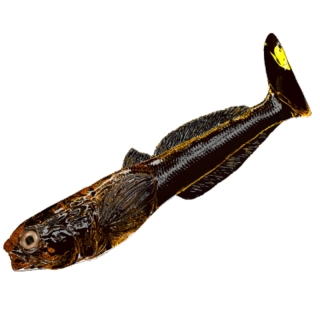 Qubi Lures gumová nástraha Głowacz Motor Oil 7cm 4ks